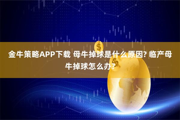 金牛策略APP下载 母牛掉球是什么原因? 临产母牛掉球怎么办?